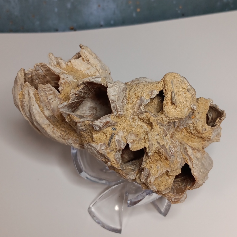 FINAL PRICE! Fossilized Barnacle Cluster - Picture 5 of 5